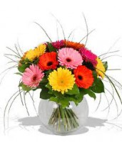 /album/fotogaleria-kytice-z-gerber/gerbera-jpg/