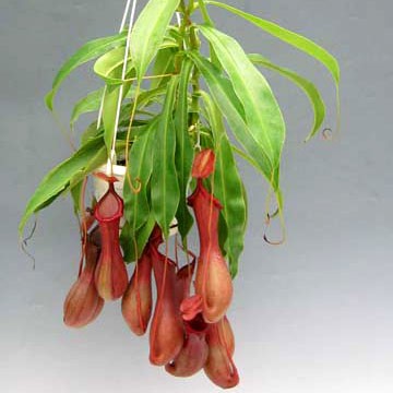 NEPENTHES ANAMENSIS - Krčiažnik anamský
