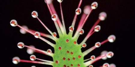 Rosičky (Drosera)