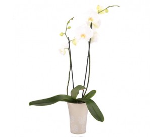 Phalaenopsis-Orchidea rôznych druhov