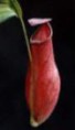 /album/fotogaleria-nepenthes-krciaznik-/krciaznik-jpg/
