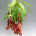 /album/fotogaleria-nepenthes-krciaznik-/shop-120-jpg/