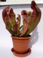 /album/fotogaleria-nepenthes-krciaznik-/p4190539-jpg1/