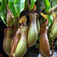 /album/fotogaleria-nepenthes-krciaznik-/nepenthis-jpg/
