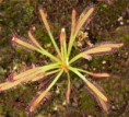 /album/fotogaleria-rosicky-drosera-/rosicky2-jpg/