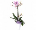 /album/fotogaleria-phalaenopsis-orchidea-roznych-druhov/a198-325-271-true-false-jpg/