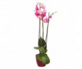 /album/fotogaleria-phalaenopsis-orchidea-roznych-druhov/a351-325-271-true-false-jpg/