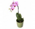 /album/fotogaleria-phalaenopsis-orchidea-roznych-druhov/a358-325-271-true-false-jpg/