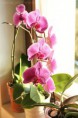 /album/fotogaleria-phalaenopsis-orchidea-roznych-druhov/a33480vfengsuejrostliny-jpg/
