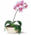 /album/fotogaleria-phalaenopsis-orchidea-roznych-druhov/a435217-jpg/