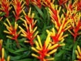 /album/fotogaleria-guzmania/guzmania-jpg/